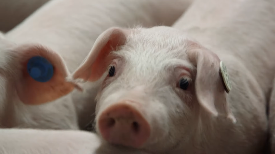 Im Video erfahren Sie mehr über die Schweinehaltung in Bayern.