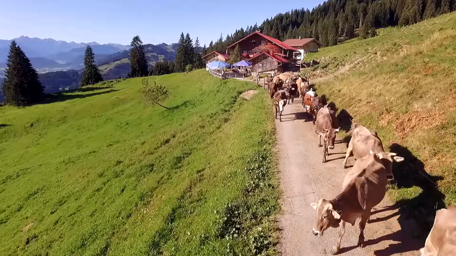 In diesem Video erfahren Sie mehr über die Berglandwirtschaft in Bayern.