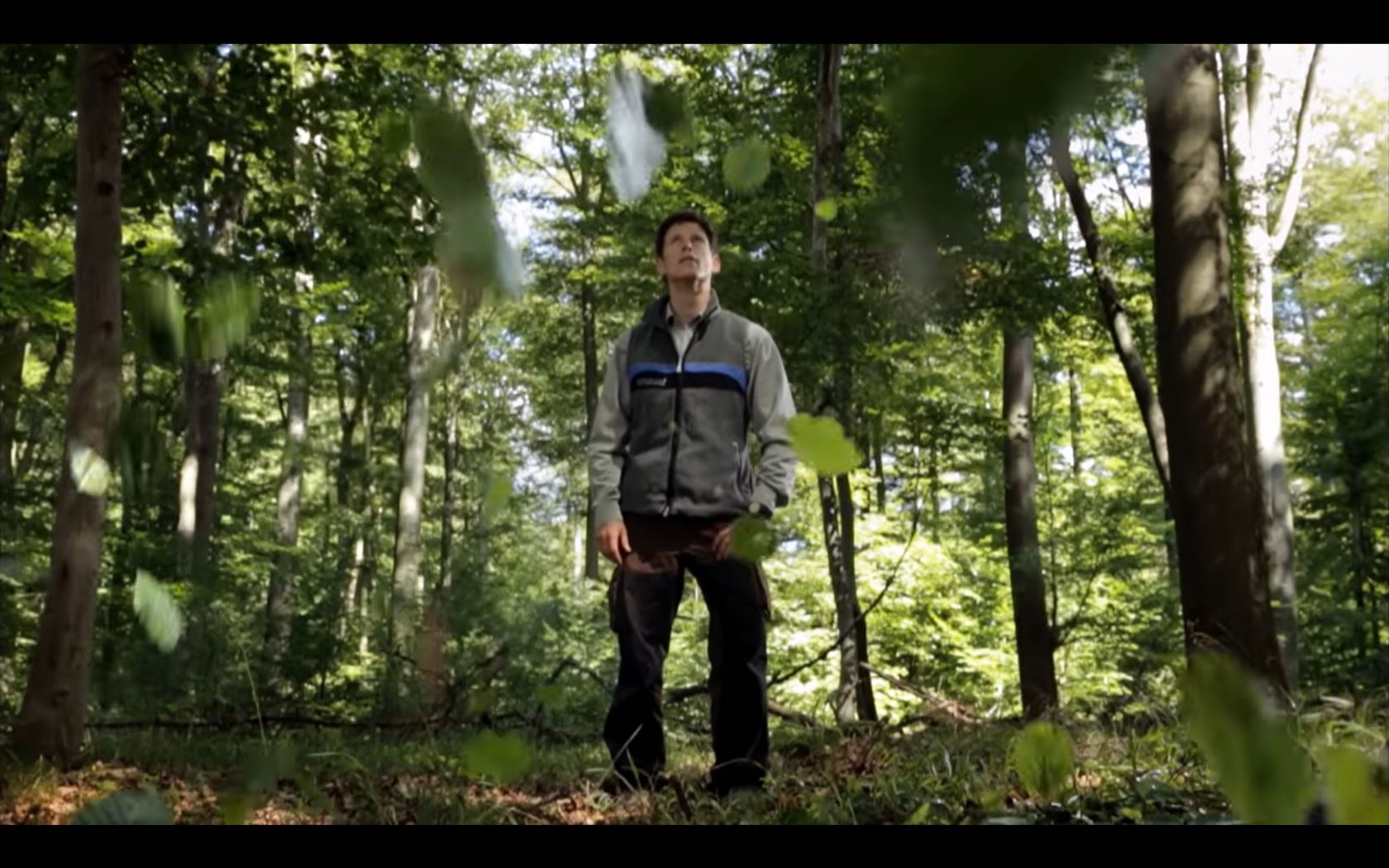 Im Video erfahren Sie mehr über den Steigerwald